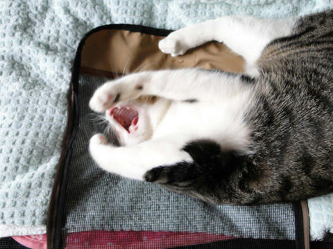 がるるるる