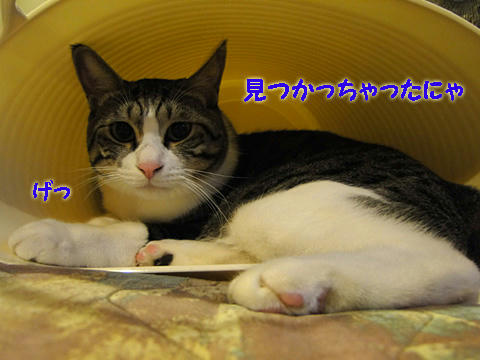 ゲッ!見つかちゃったにゃ><