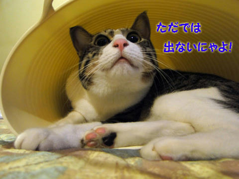 ただでは出ないにゃよ!