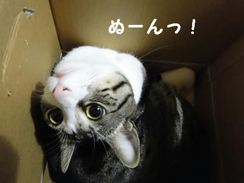 のけぞってカメラ目線