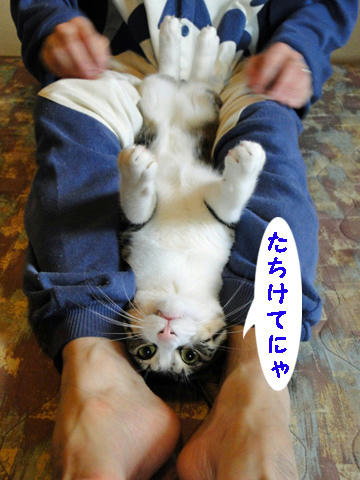 こんなんなりましたw