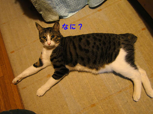 なに?