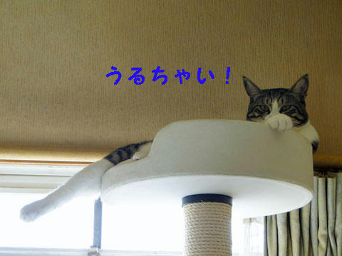 うるさいにゃ!