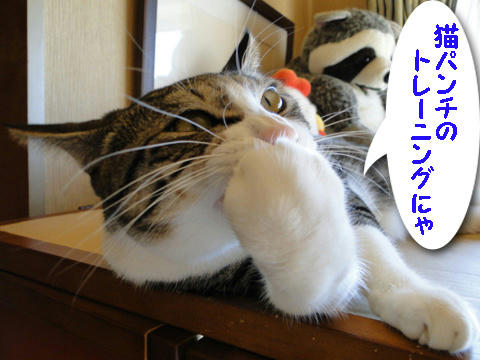 猫パンチのトレーニングにゃ!