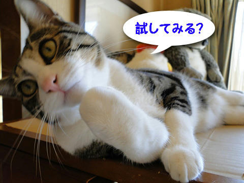 試してみる?
