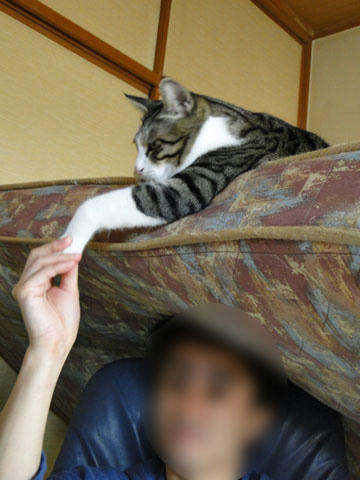 握手♪