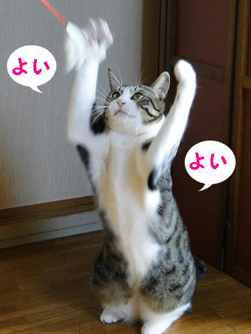 二本足で踊る猫 スーパースロー動画 だいふくにっき 和猫かふぇ