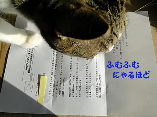 にゃるほどね~
