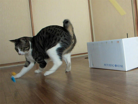 キャットクエスト3