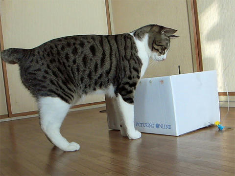 キャットクエスト4