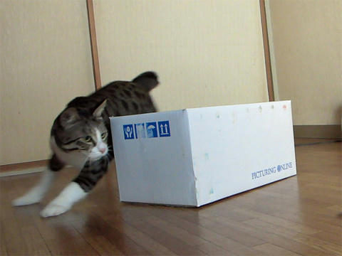 キャットクエスト5