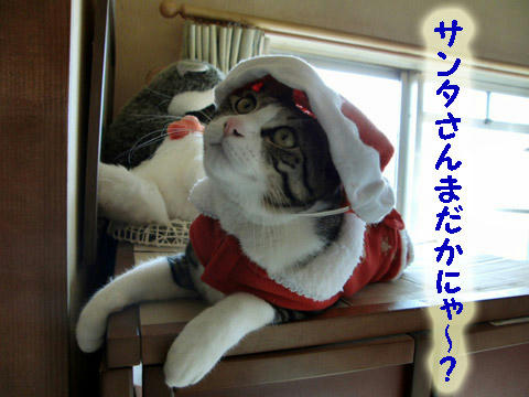 サンタさんまだ?