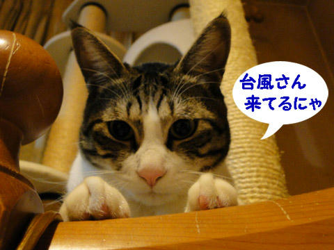 台風さん来てるにゃ