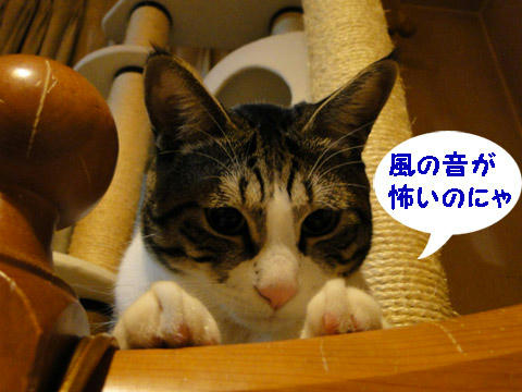 風の音が怖いのにゃ