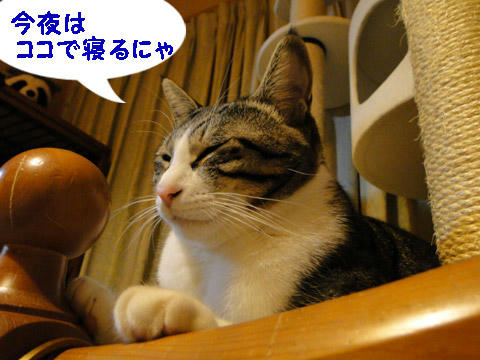 今夜はここで寝るにゃ