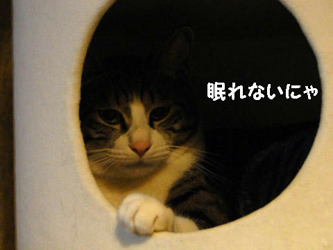 眠れないにゃ