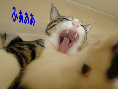 ふぁぁぁぁ