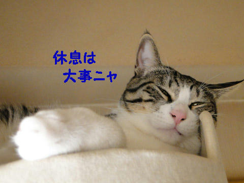 休息は大事にゃ