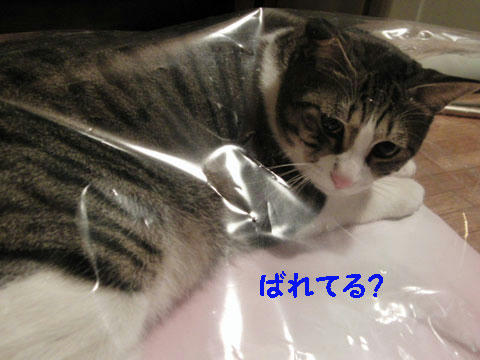 にゃ?