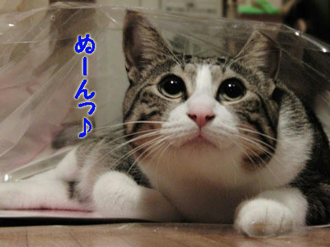 ぬーん♪