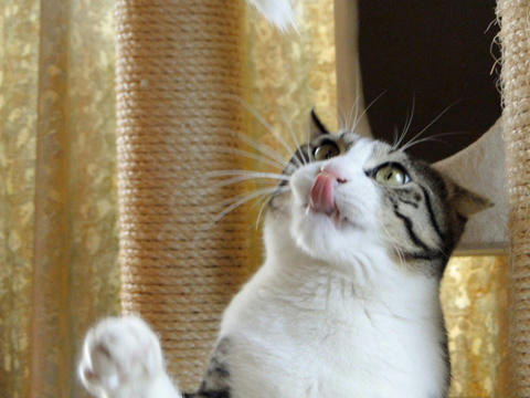 ぺろん