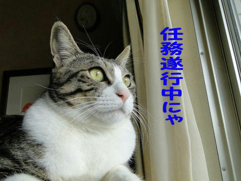任務遂行中にゃ