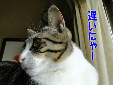 遅いにゃ~