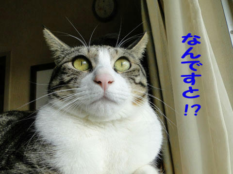 なんですと!?