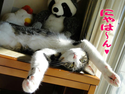にゃは~~ん