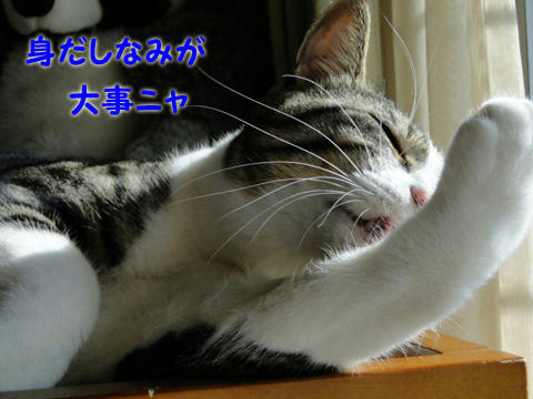 身だしなみが大事なのにゃ