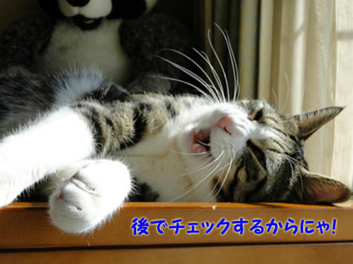 後でチェックするからにゃ!