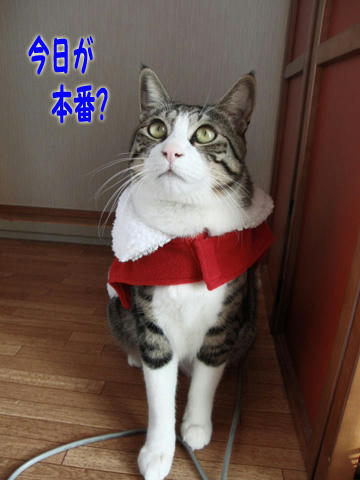 いよいよ今日が本番?