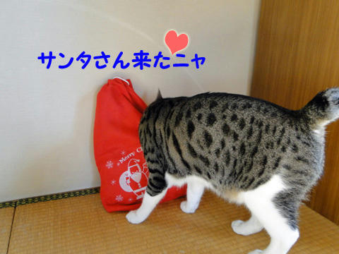 サンタさん来たにゃ~!