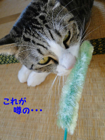 これが噂の!?