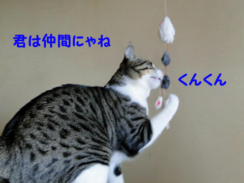 キミは仲間にゃね