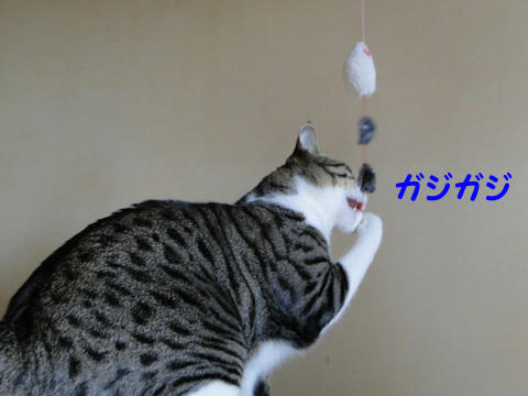 ガジガジ