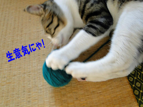 生意気にゃ!
