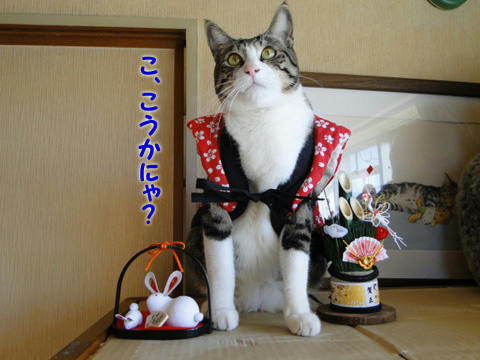 こうかにゃ?