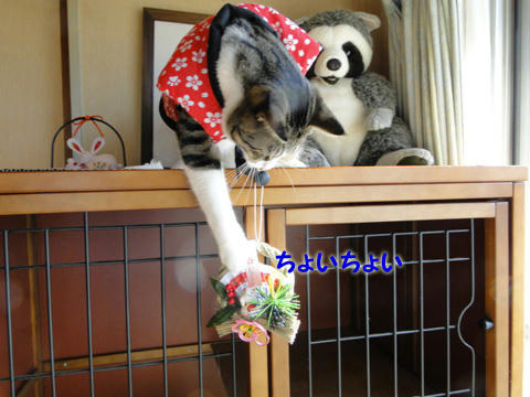 ちょいちょい