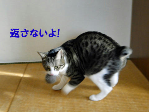返さないよ!