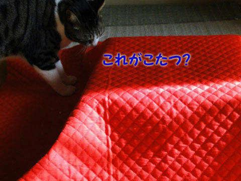 これがこたつ?
