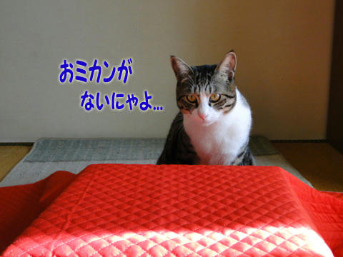 ミカンがない!