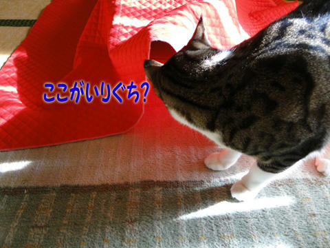 ココが入り口?