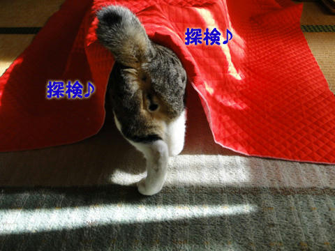 探検開始にゃ♪
