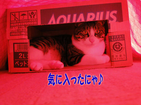 気に入ったニャ