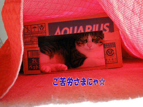 ごくろうさまにゃ