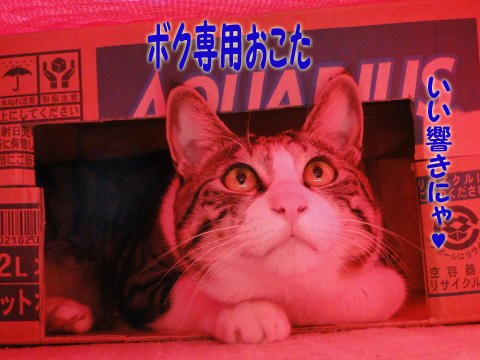 ボク専用、いい響きにゃ