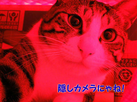隠しカメラにゃね!