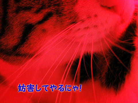 妨害にゃ