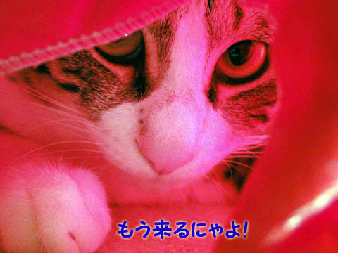 もう来るにゃよ!